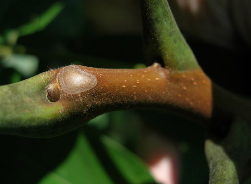 Simaroubaceae Ailanthus altissima