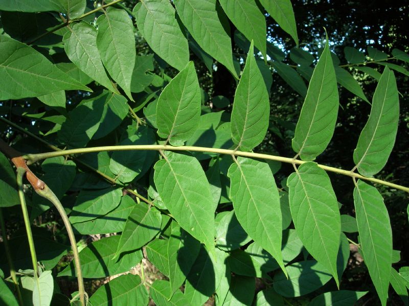 Simaroubaceae Ailanthus altissima