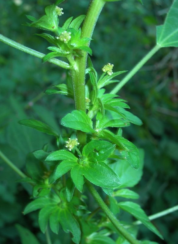 Euphorbiaceae Acalypha rhomboidea