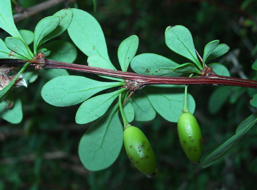 Berberidaceae Berberis thunbergii