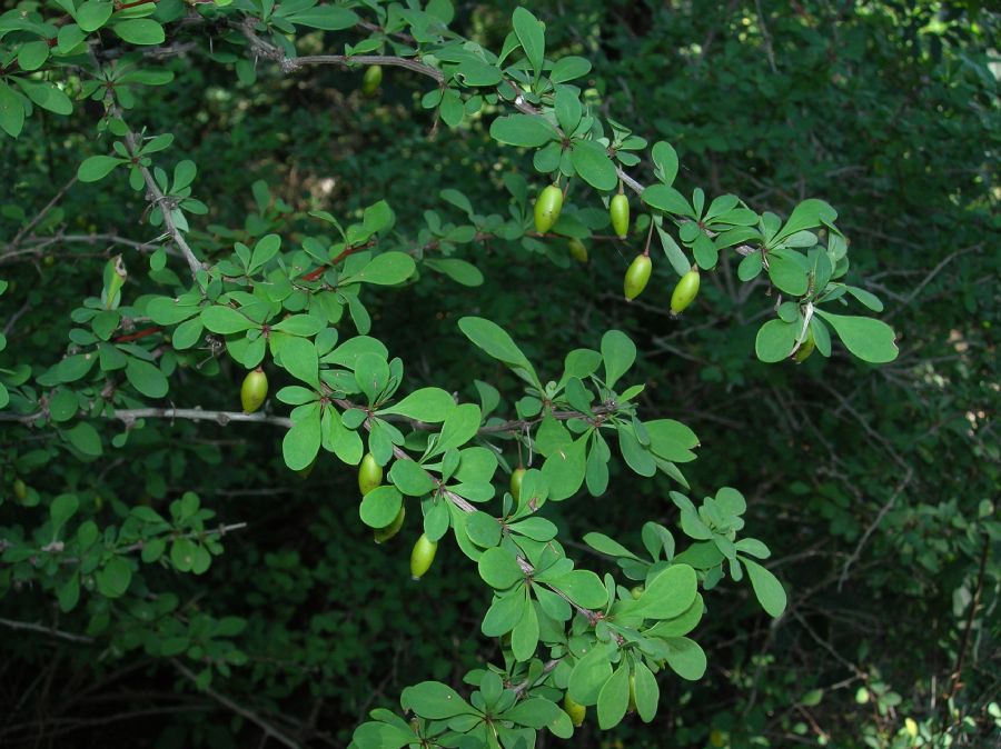 Berberidaceae Berberis thunbergii