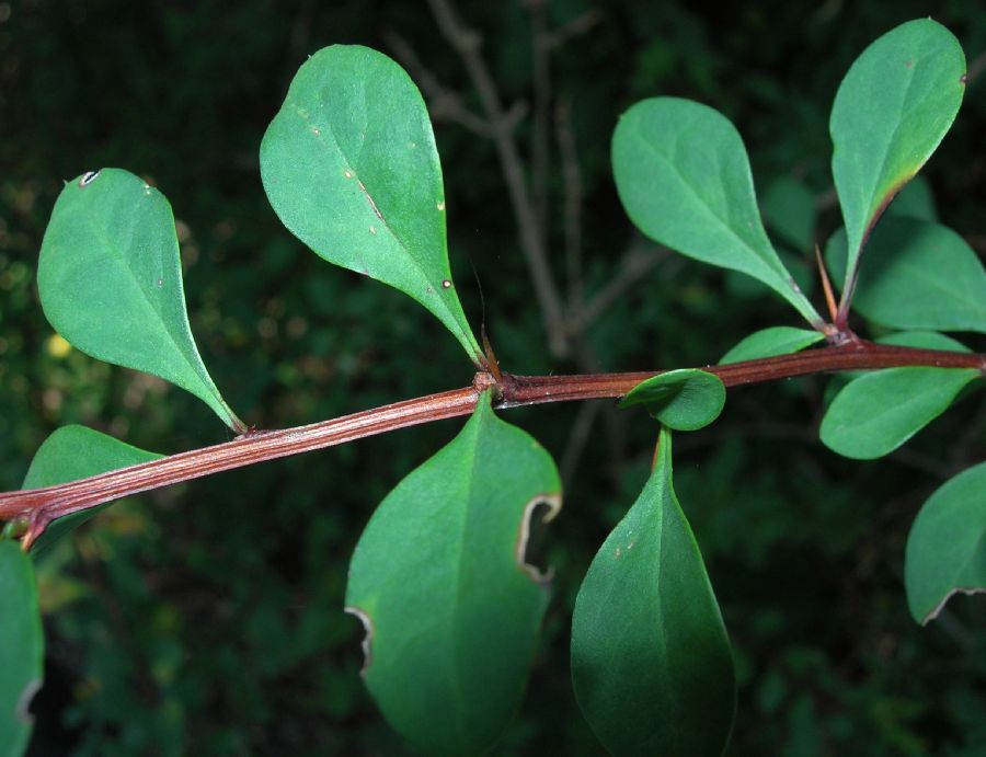 Berberidaceae Berberis thunbergii