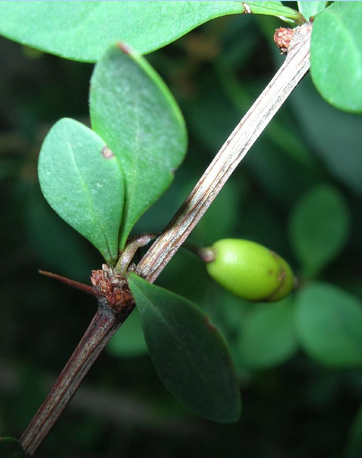 Berberidaceae Berberis thunbergii