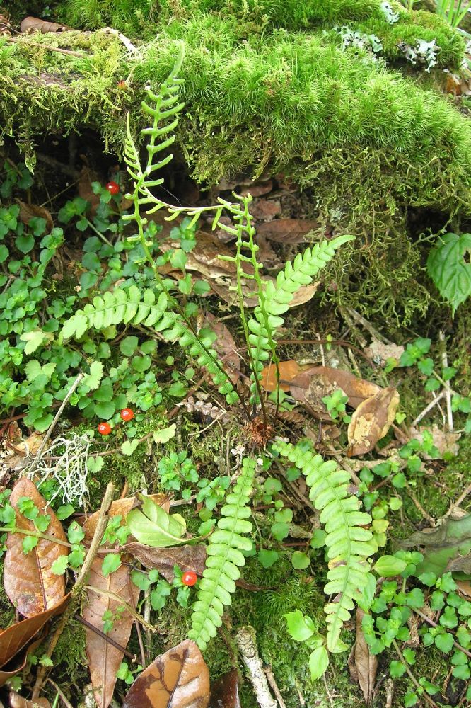 Blechnaceae Austroblechnum stoloniferum