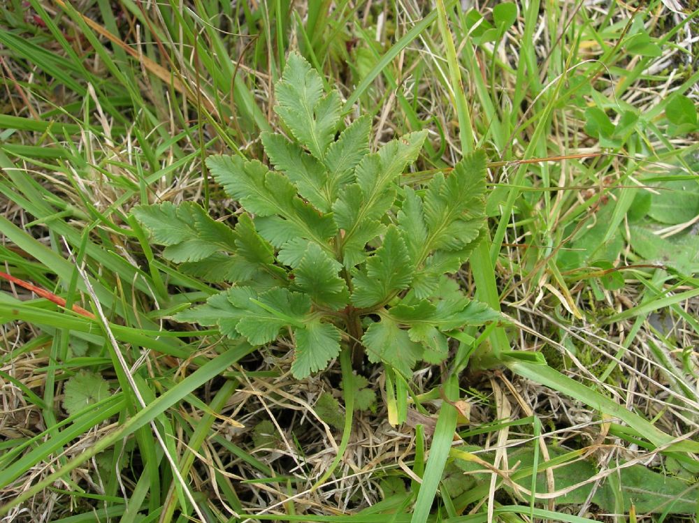 Ophioglossaceae Botrychium decompositum