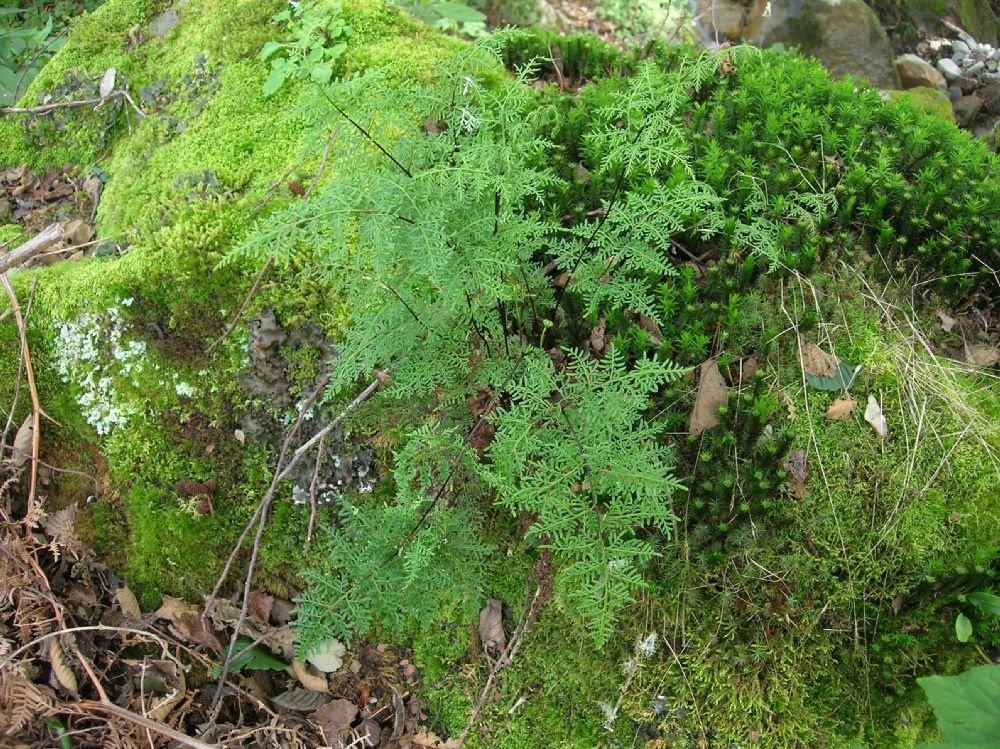 Pteridaceae Gaga marginata