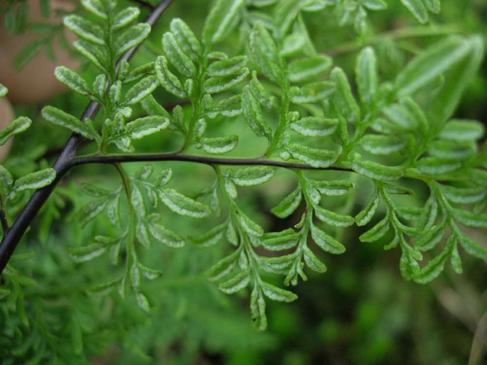 Pteridaceae Gaga marginata