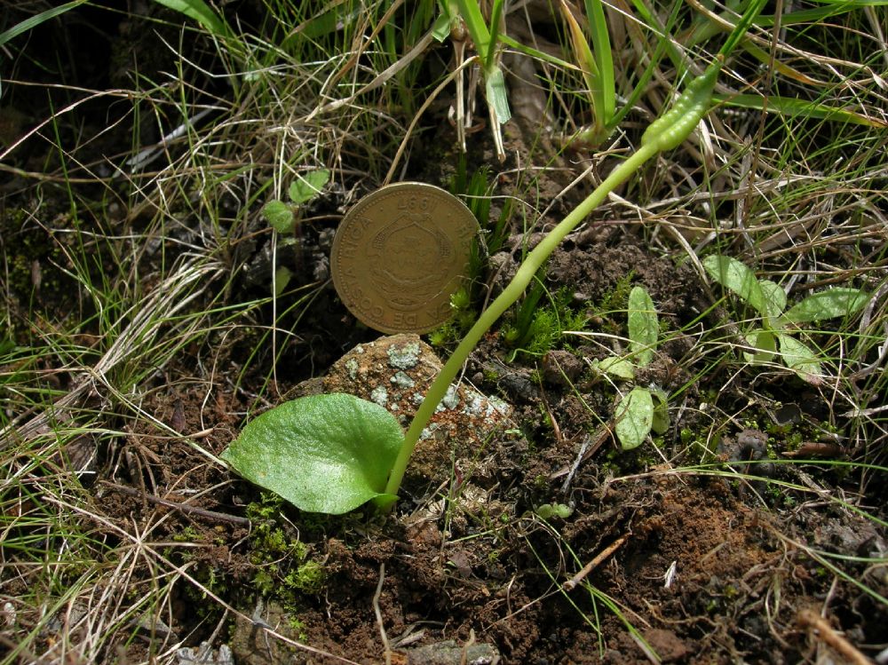 Ophioglossaceae Ophioglossum crotalophoroides