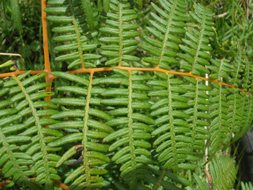 Dennstaedtiaceae Pteridium arachnoideum