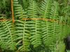 image of Pteridium arachnoideum