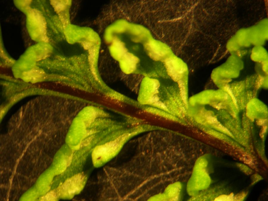 Pteridaceae Gaga harrisii