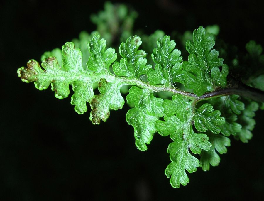 Pteridaceae Jamesonia warscewicsii