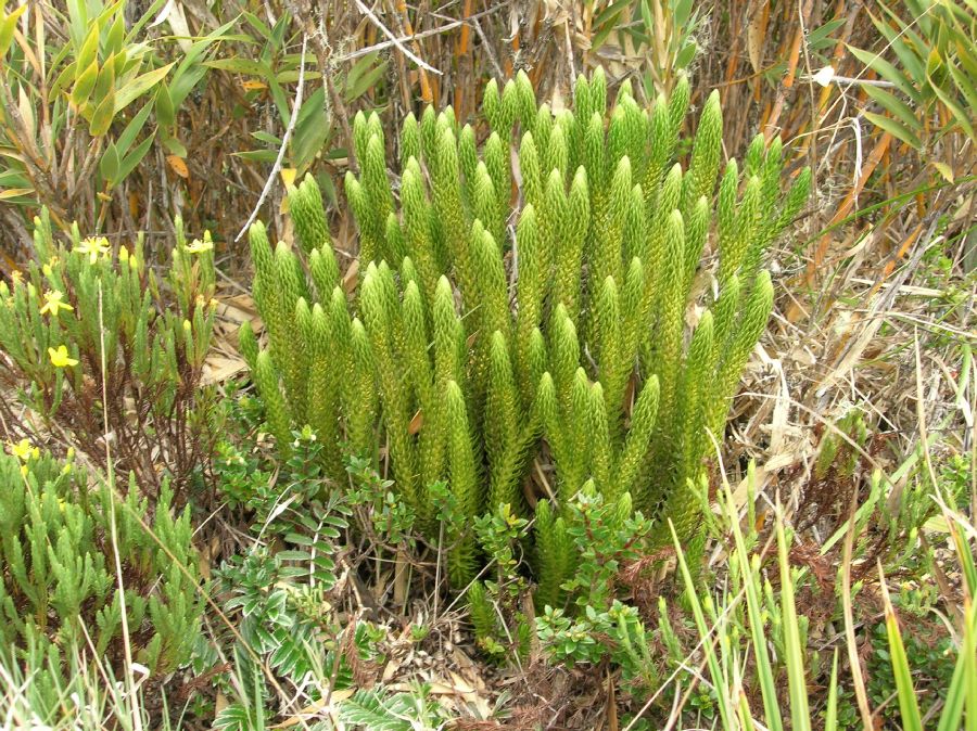 Lycopodiaceae Phlegmariurus talamancanus