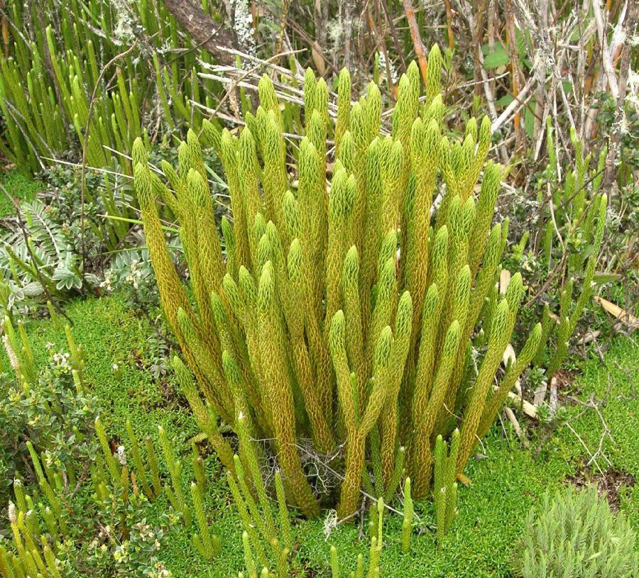 Lycopodiaceae Phlegmariurus talamancanus