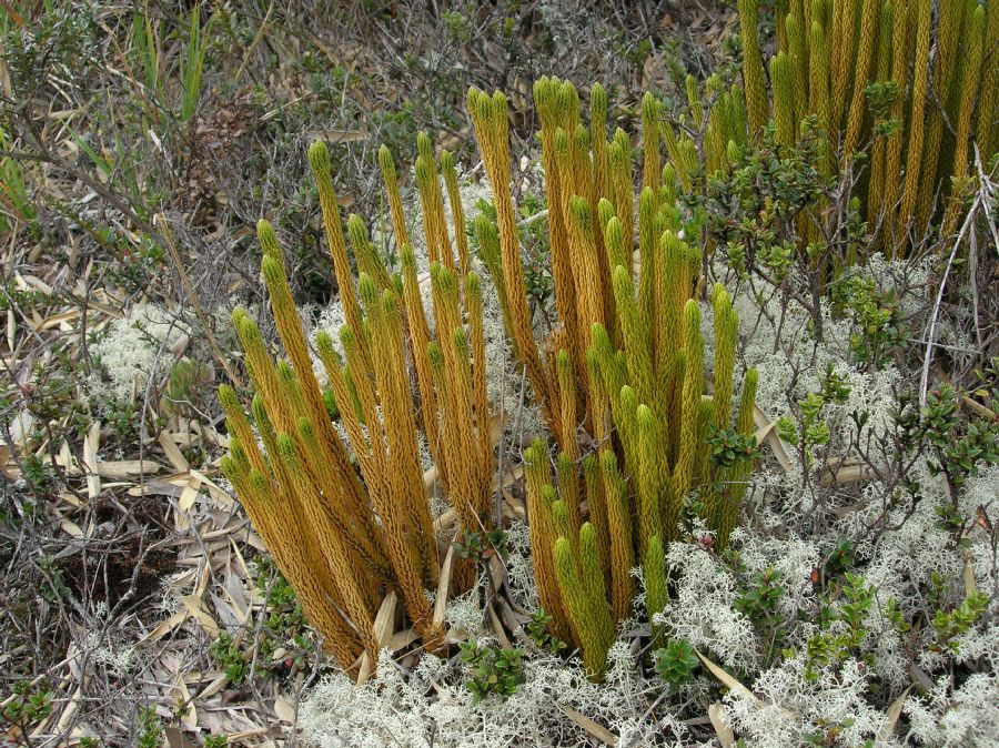 Lycopodiaceae Phlegmariurus talamancanus