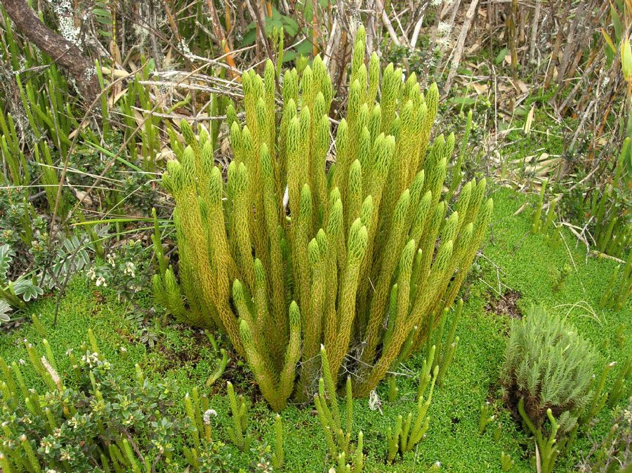 Lycopodiaceae Phlegmariurus talamancanus