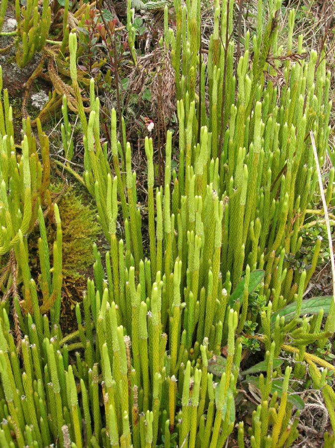 Lycopodiaceae Lycopodium contiguum