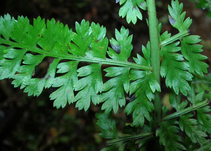 Aspleniaceae Asplenium achilleifolium