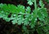 image of Asplenium achilleifolium