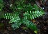 image of Asplenium alatum