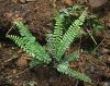 image of Asplenium sessilifolium