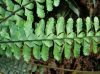 image of Asplenium sessilifolium