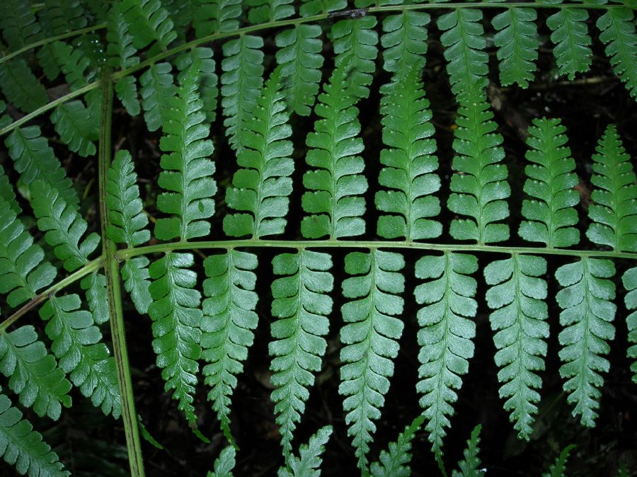 Dennstaedtiaceae Dennstaedtia 