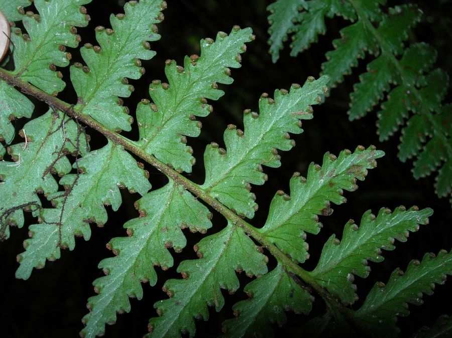 Dennstaedtiaceae Dennstaedtia 