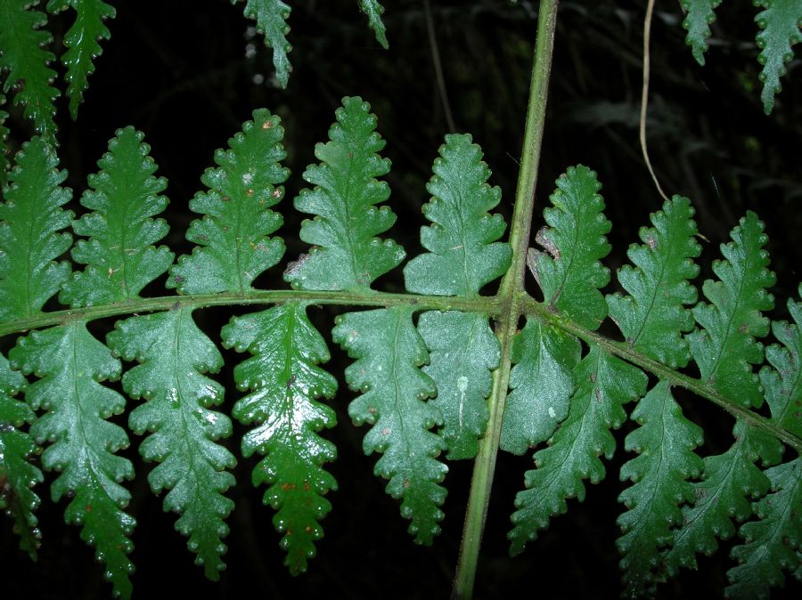 Dennstaedtiaceae Dennstaedtia 