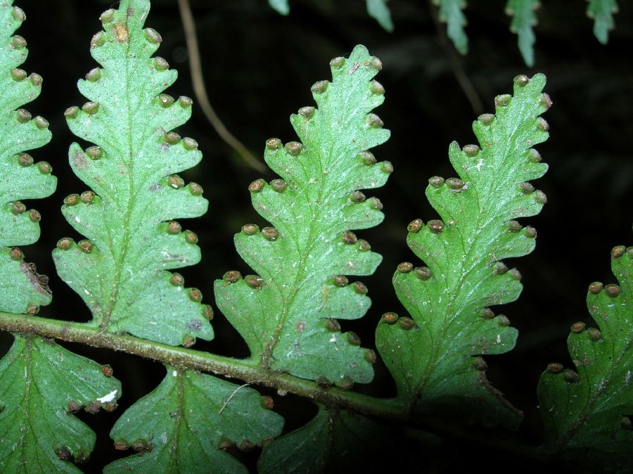 Dennstaedtiaceae Dennstaedtia 