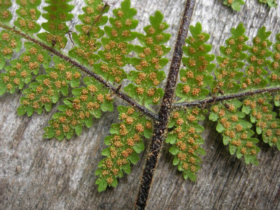 Dennstaedtiaceae Hypolepis rugosula