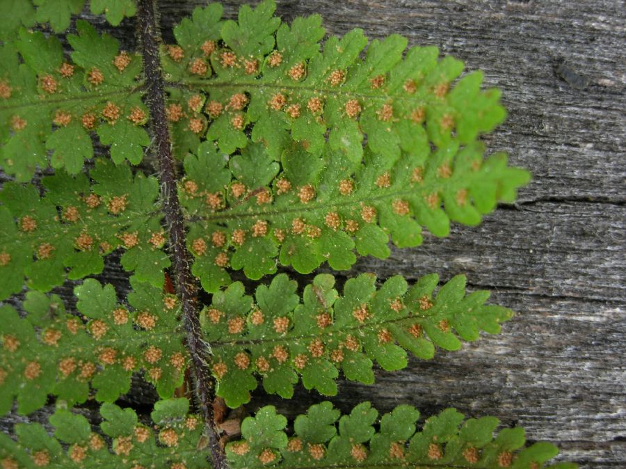 Dennstaedtiaceae Hypolepis rugosula