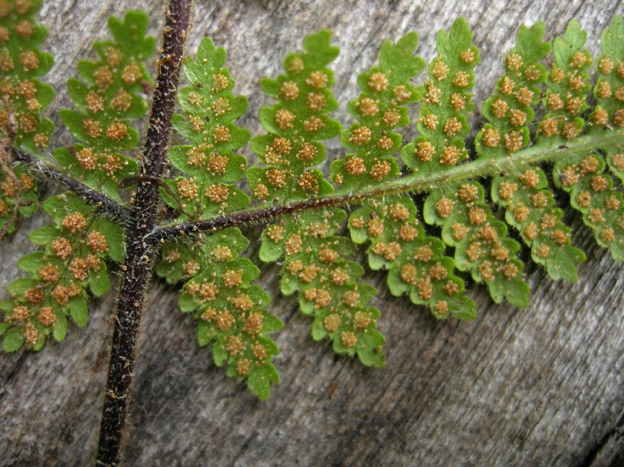 Dennstaedtiaceae Hypolepis rugosula