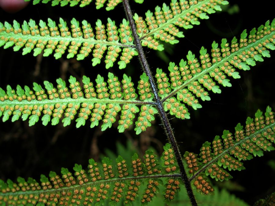 Dennstaedtiaceae Hypolepis rugosula