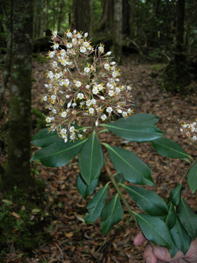 Primulaceae Ardisia 