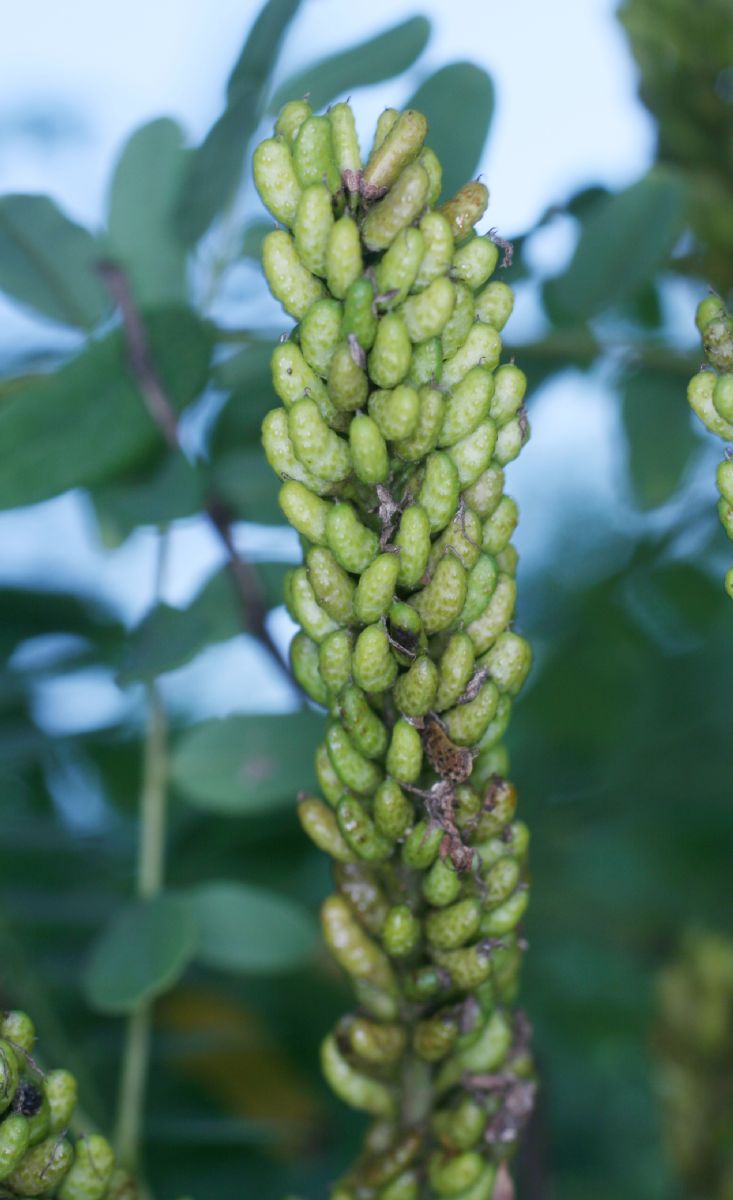 Fabaceae Cassia 