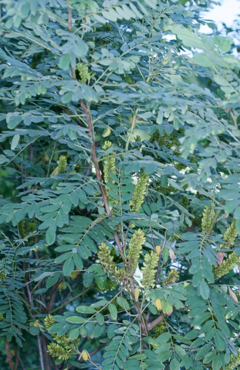 Fabaceae Cassia 