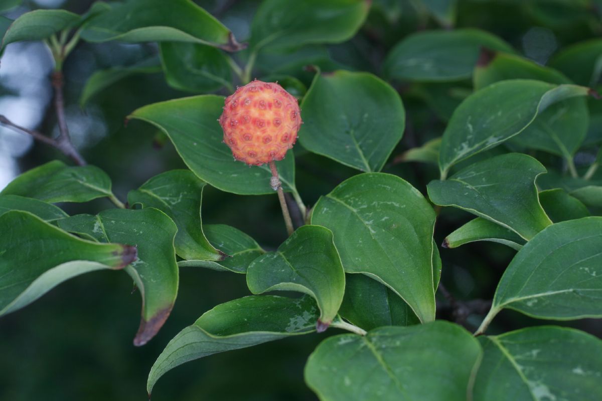 Cornaceae Cornus kousa