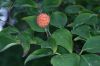 image of Cornus kousa