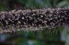 image of Pennisetum glaucum