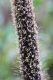 image of Pennisetum glaucum