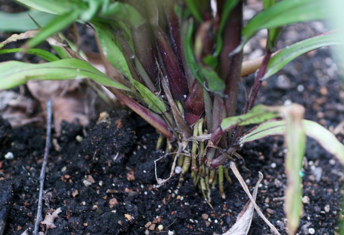 Poaceae Pennisetum glaucum