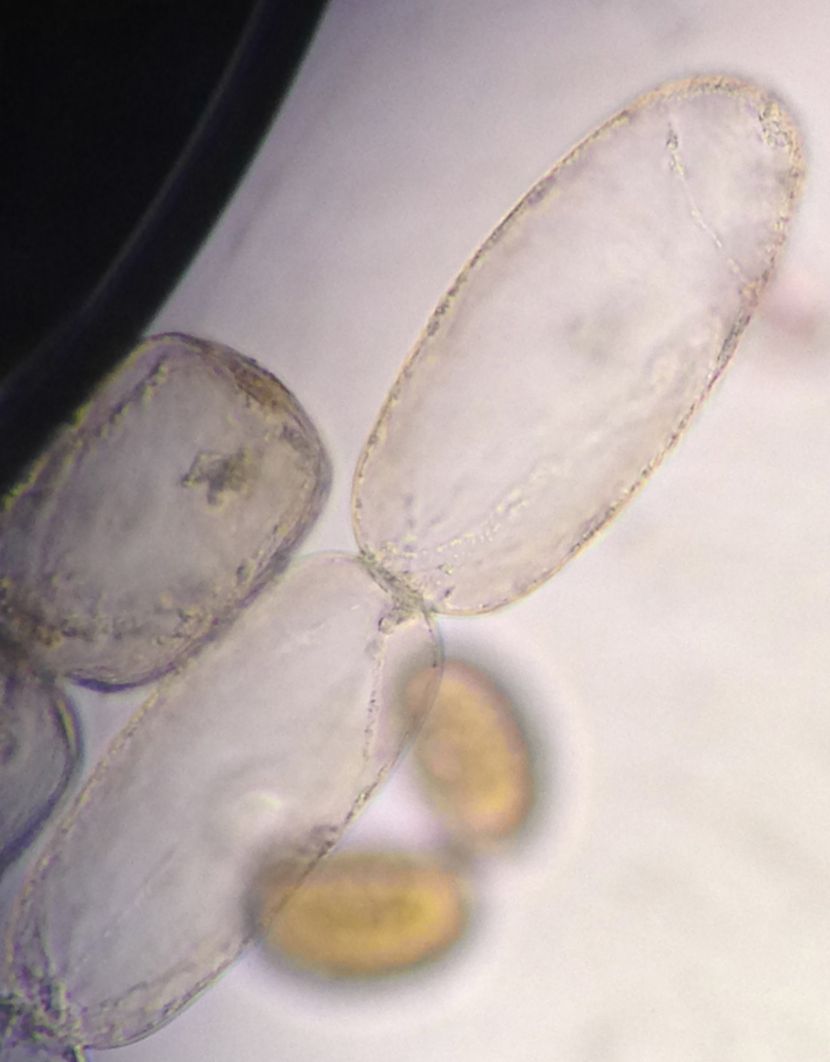 Commelinaceae Tradescantia poelliae