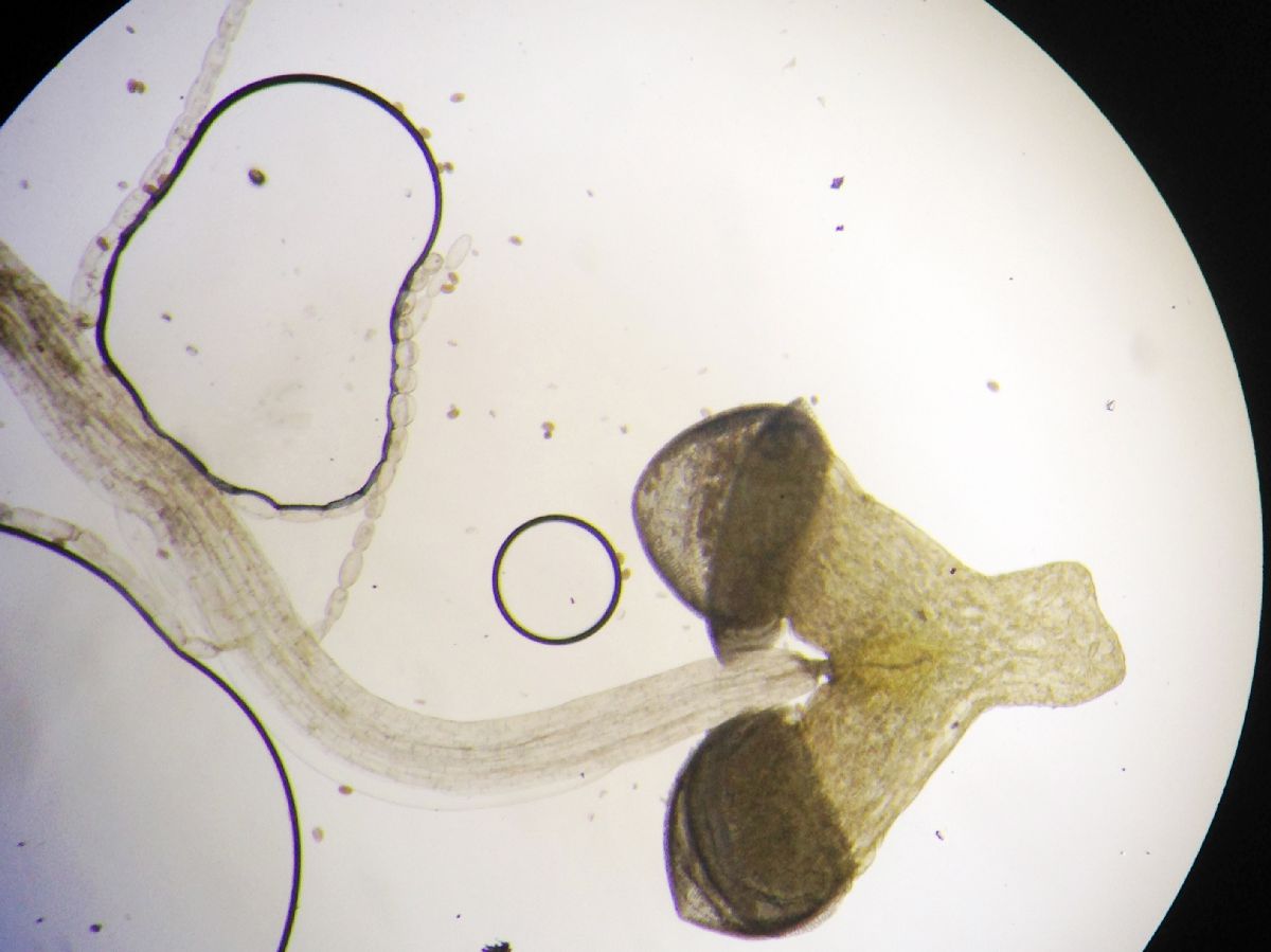 Commelinaceae Tradescantia poelliae