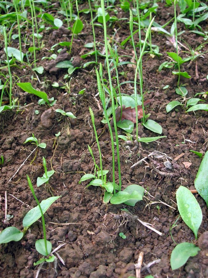 Ophioglossaceae Ophioglossum nudicaule