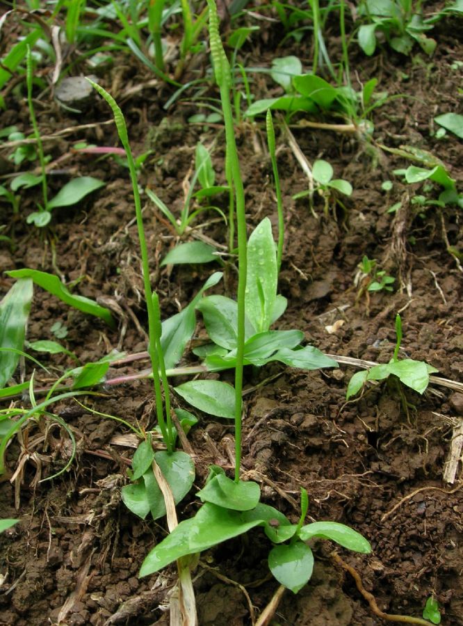 Ophioglossaceae Ophioglossum nudicaule