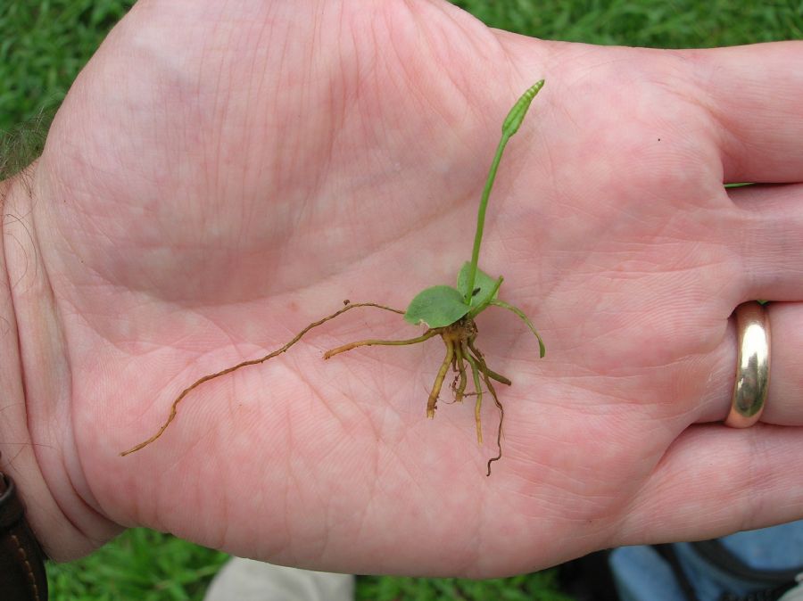 Ophioglossaceae Ophioglossum nudicaule