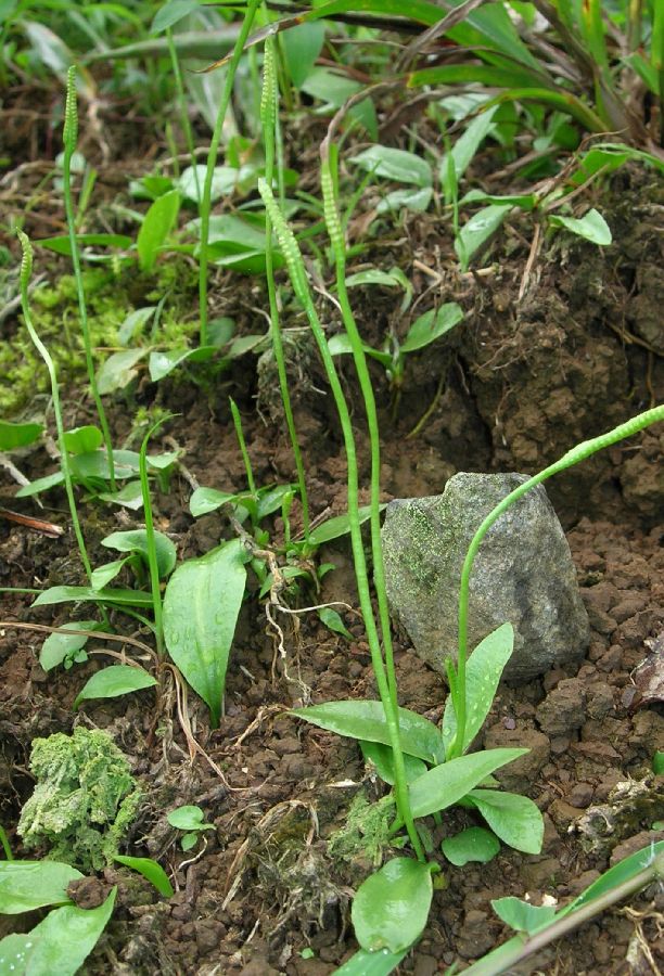 Ophioglossaceae Ophioglossum nudicaule
