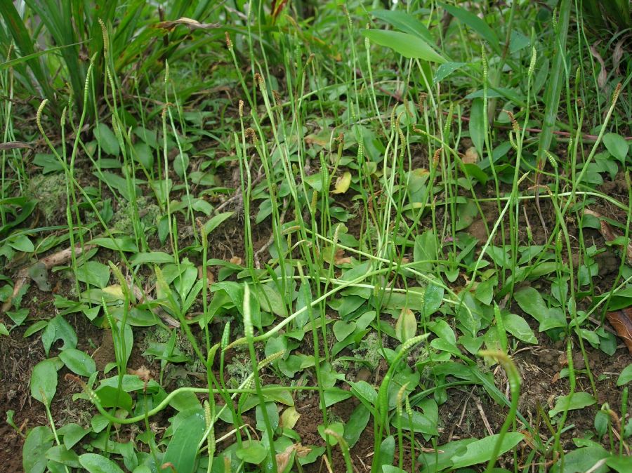 Ophioglossaceae Ophioglossum nudicaule