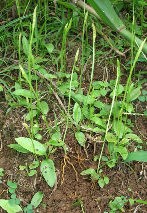 Ophioglossaceae Ophioglossum nudicaule